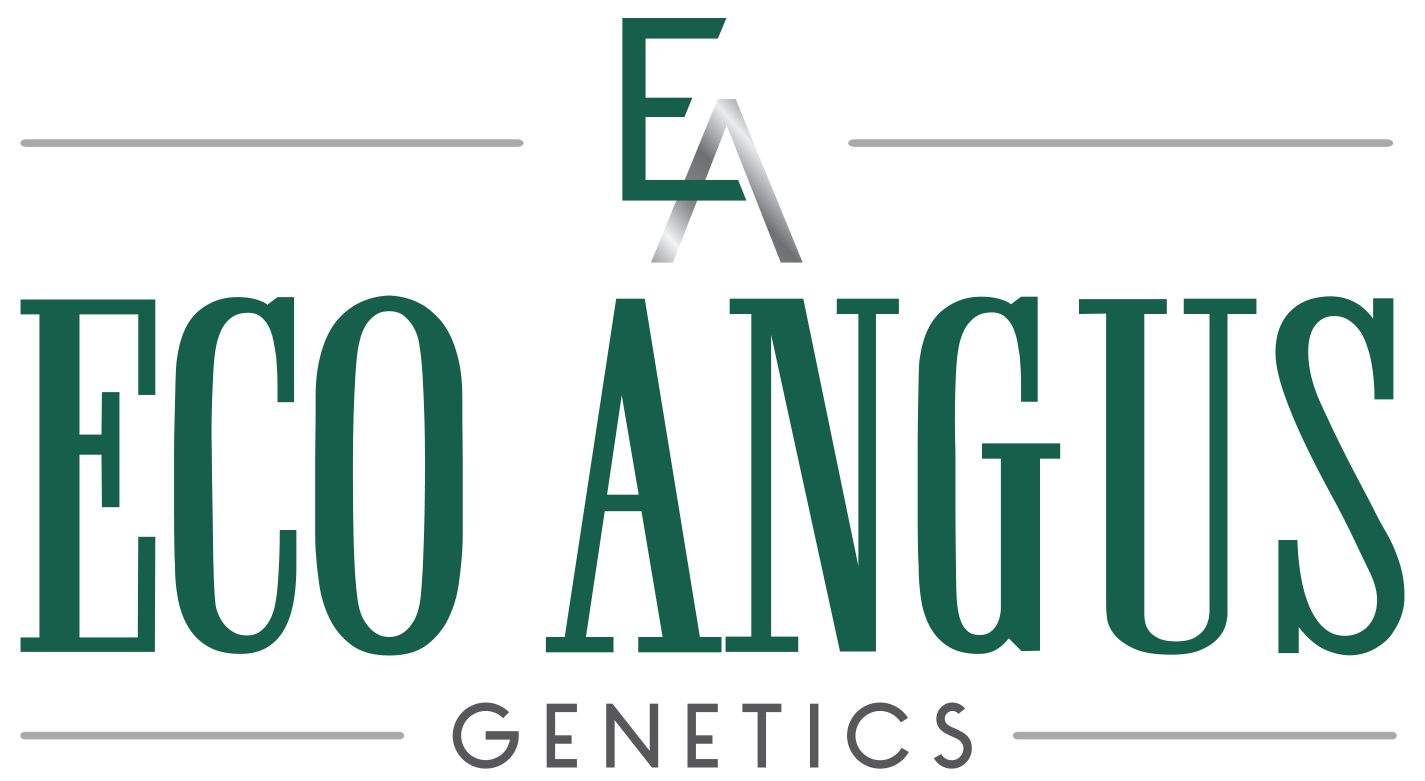 Eco Angus Logo