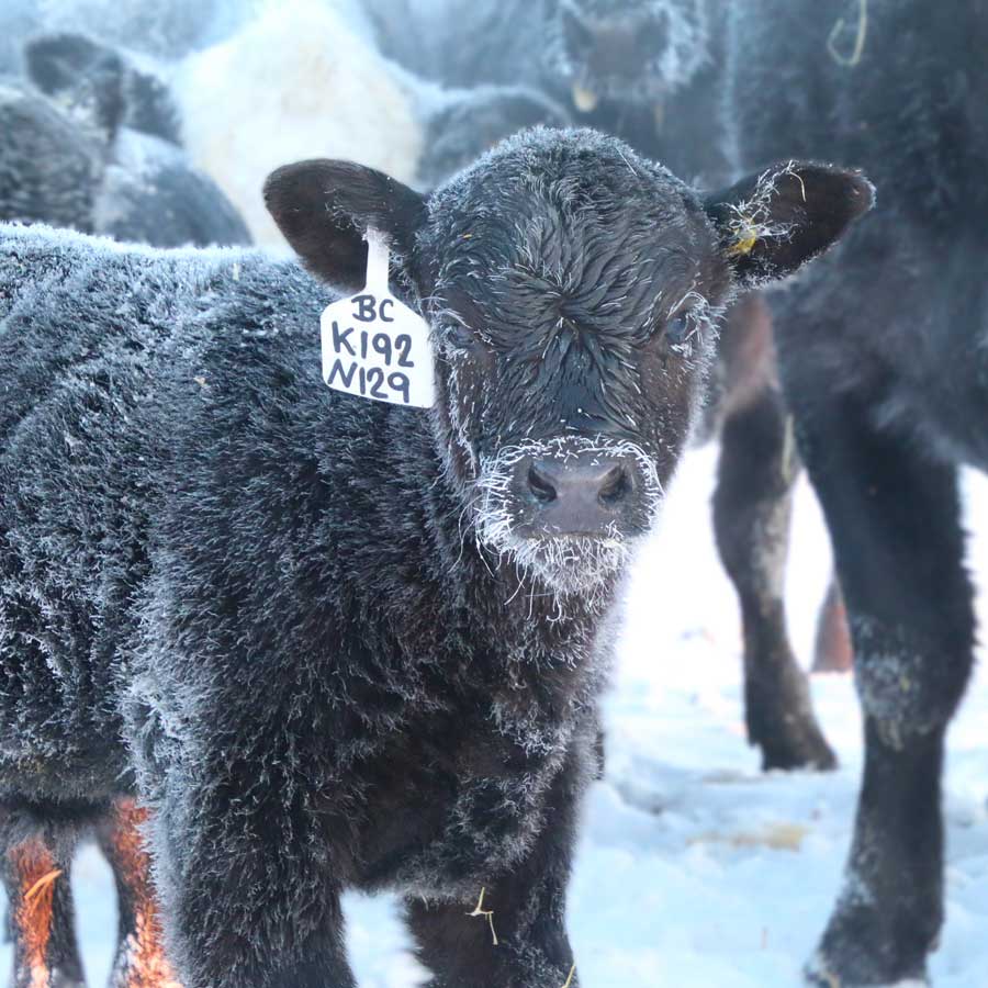 bull calf in snow